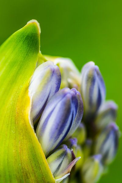 Uit de knop par Arie Jan van Termeij