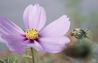 Flower Cosmos Bipinnatus