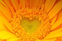 Die Schönheit der Gerbera