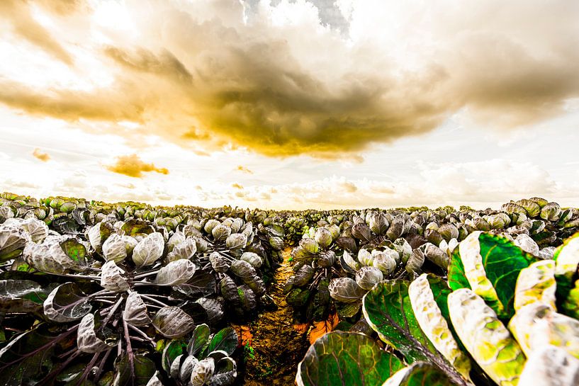 Sprouts by Maurice B Kloots