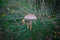 Herbstfarben des Schwarzwassers