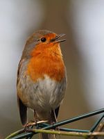 Das Rotkehlchen singt aus voller Kehle!