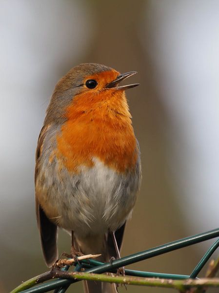 Le rouge-gorge chante à tue-tête ! par Marjon Woudboer