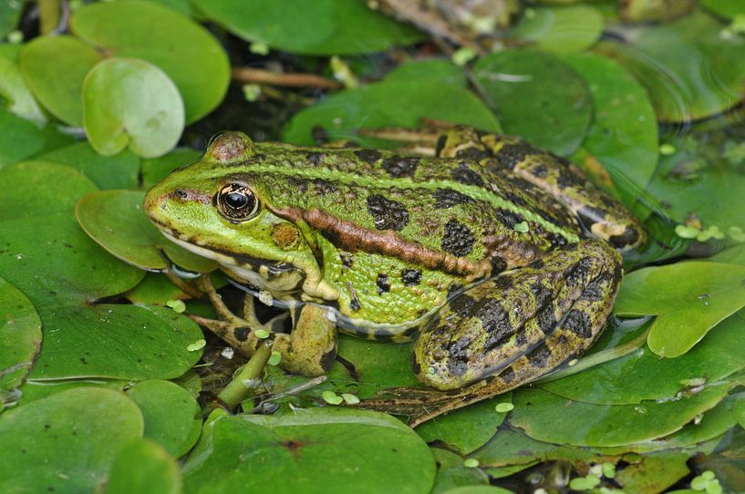 Groene kikker tussen groene waterplanten by Elles Rijsdijk