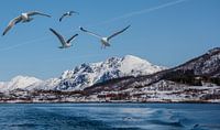 Seagulls in the Arctic