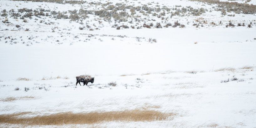 Bisons im Schnee von Sjaak den Breeje
