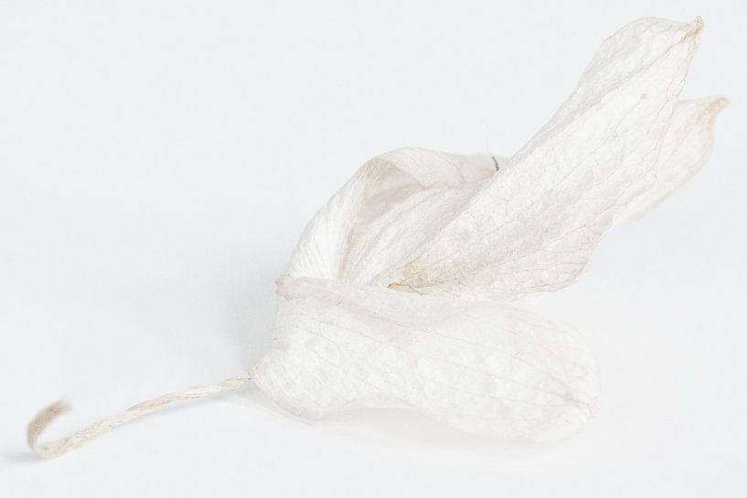 Orchidee  von Lia Perquin