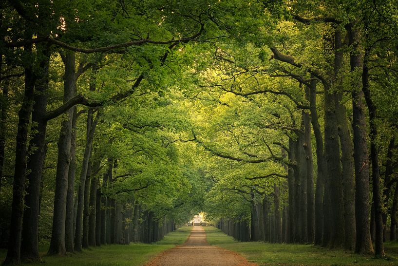 Prächtige Avenue Royale von Moetwil en van Dijk - Fotografie