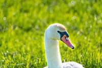 Une famille de cygnes se repose dans un champ fauché, les deux parents s'occupant de leurs petits, q
