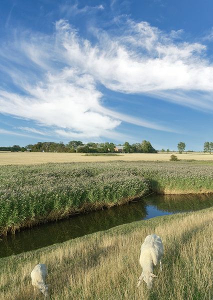 Landscape on Fehmarn by Peter Eckert