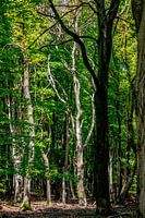 A very cool dead tree in a forest