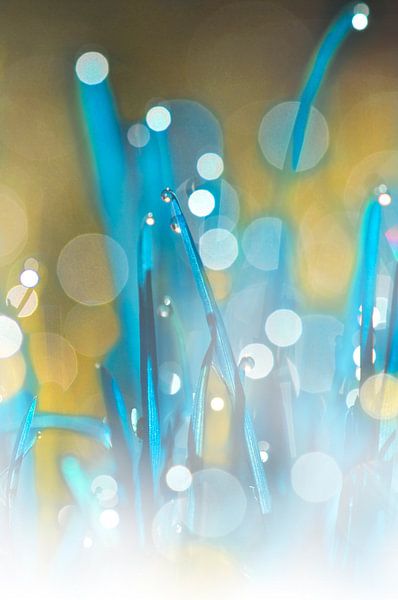 Druppel fantasie von Corinne Welp