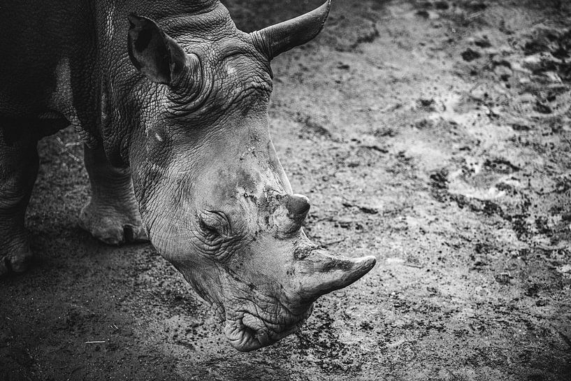 photo en noir et blanc d'un rhinocéros par Margriet Hulsker