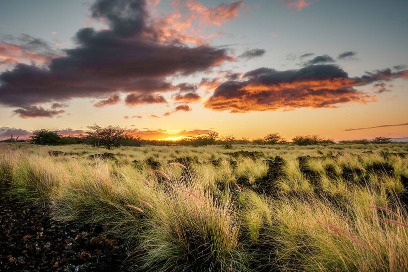 Lavafeld  Sonnenuntergang von road to aloha