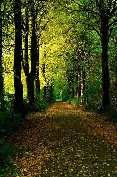 Jahreszeiten - Herbst par Iwona Sdunek alias ANOWI