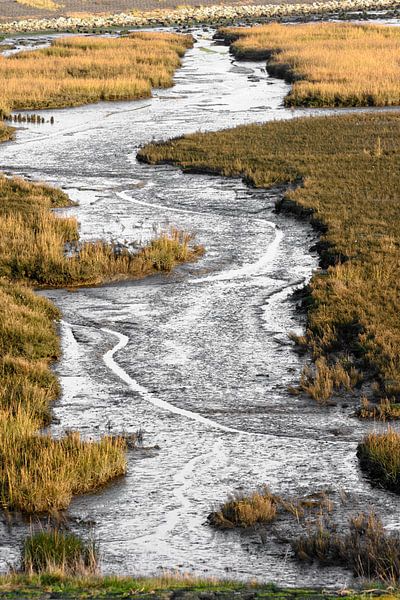 kwelder (staand) by Albert Wester Terschelling Photography
