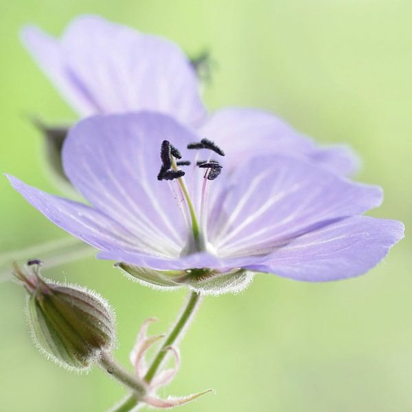 Stork-beak, un rêve tendre. Storchschnabel.  par Marlies Prieckaerts