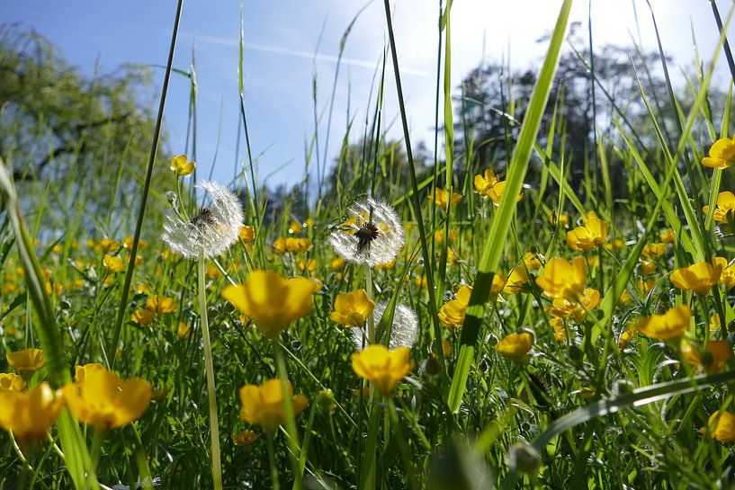 Zittend in de weide van christine b-b müller