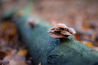 Paddestoelen in het bos