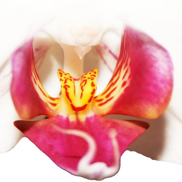 Orchidee von Kim van Erp