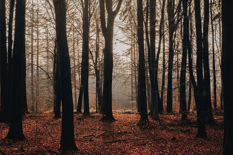 Forêt en automne dans le parc national de la Drentsche Aa | Photographie de nature Drenthe par Denise Tiggelman
