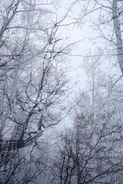 Märchenhafter Wald von Thomas Jäger