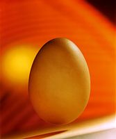 Egg in an orange environment