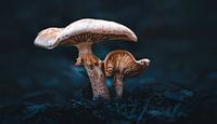 Two mushrooms in the dark forest