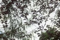 Blätter im Schattenlicht