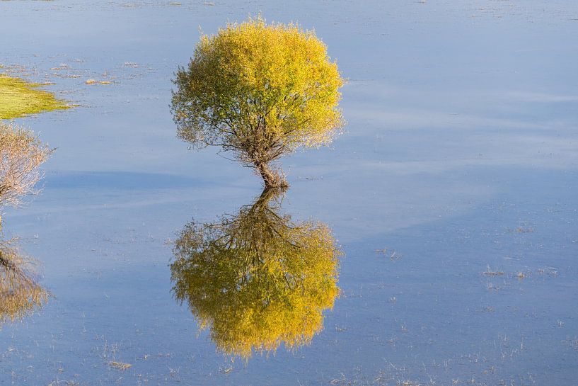 Weide II von Rainer Mirau