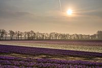 Hyacinten in ochtendlicht