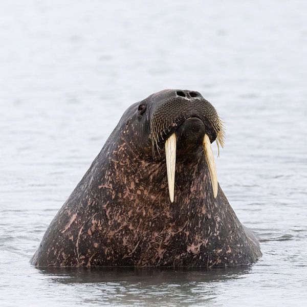 Neugieriges Walross an der Westküste Spitzbergens von AylwynPhoto