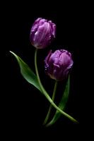 Tulipes violettes