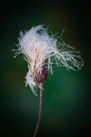 Paardenbloem in de regen