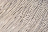 Kroeskoppelikaan-Quellen