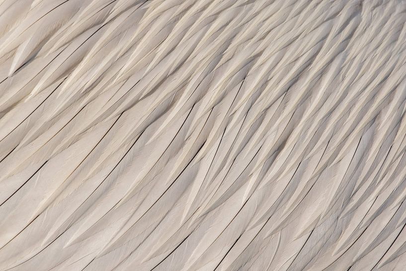 Kroeskoppelikaan-Quellen von Kars Klein Wolterink