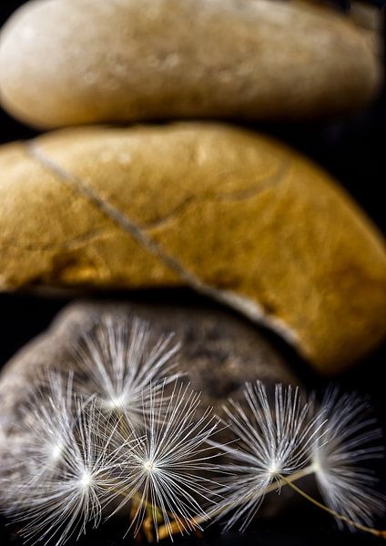 Flusen auf Steinen von Inge Groters