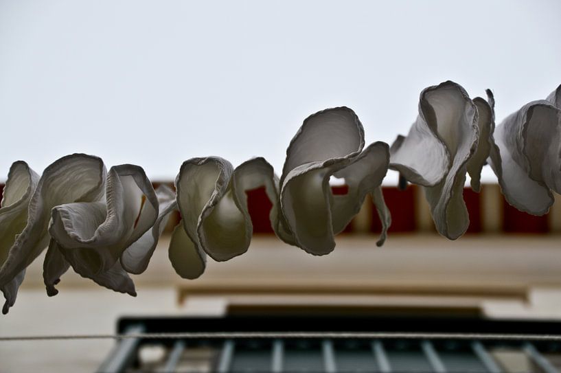 Torchons au Portugal par Marieke van der Hoek-Vijfvinkel