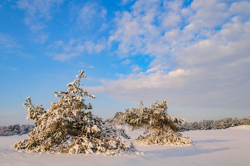 Snowy winter landscape in a drifting sand dune area by Sjoerd van der Wal Photography