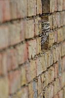 Peek-a-boo! Little owl looks around the corner from old wall