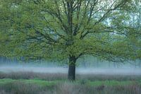 Nebel unter der Eiche