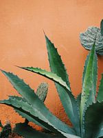 Terra cactus - Botanical print