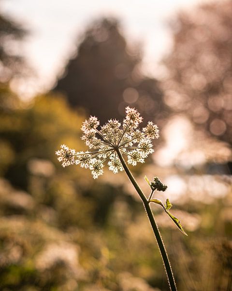 Natur 2 von Nuance Beeld