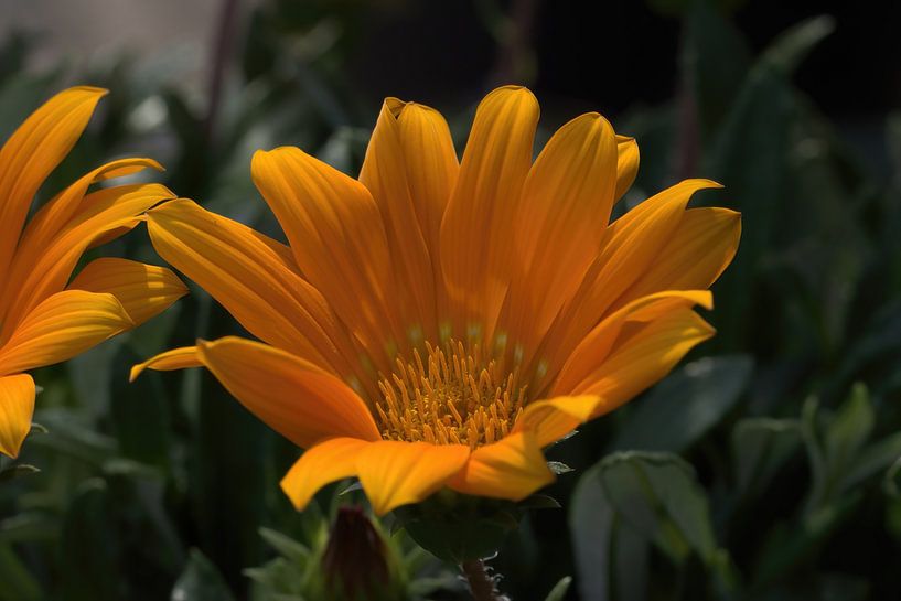 Wunderschön auffällig! von Albert Rap