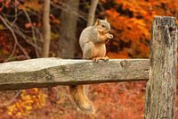Nibbling Squirrel
