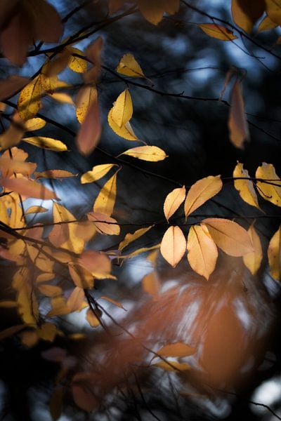 Again autumn leaves by Bob Daalder