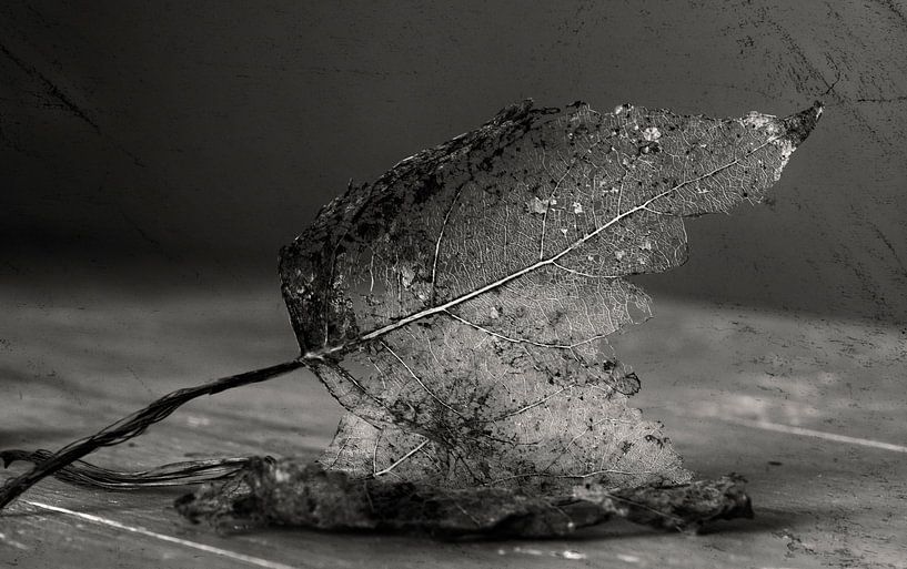 Blätter verdorren von Ellen Driesse