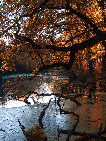 dunkler Herbst von snippefotografie