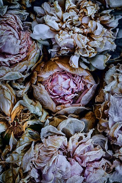 Pivoines par Jenco van Zalk