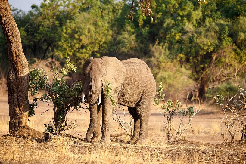 Éléphant, Parc national du Sud Luangwa par Marco Kost
